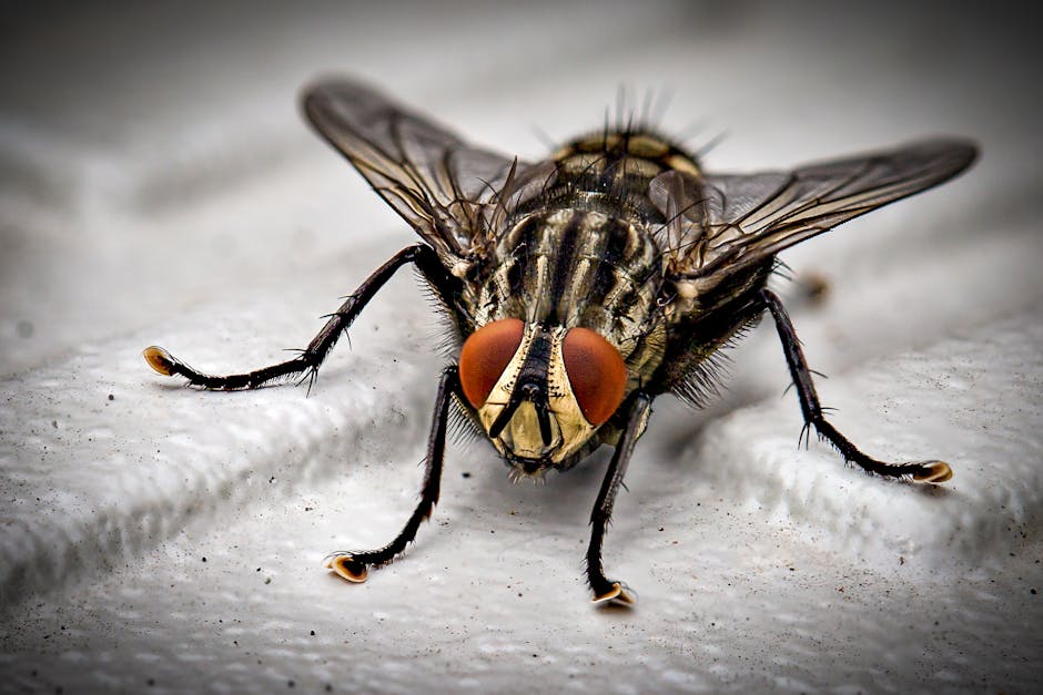 A close-up image of a common housefly perched on a textured, weathered surface that appears to be made of metal or stone. The fly has a shiny, black body with faint metallic reflections and transparen